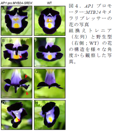 AP1 プロモ ーター:MYB24 キメ ラリプレッサーの 花の写真
