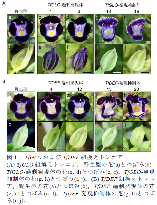 TfGLO およびTfDEF 組換えトレニア