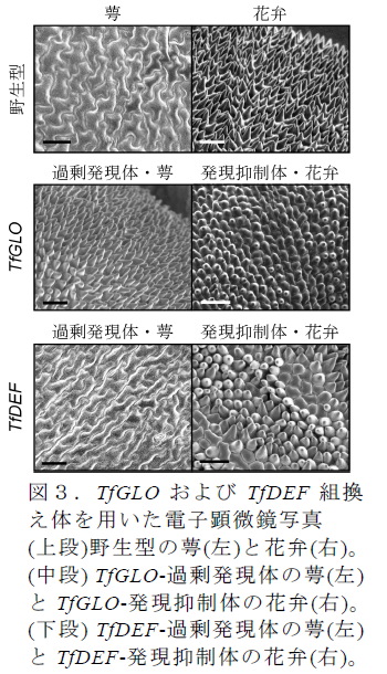 TfGLO およびTfDEF 組換 え体を用いた電子顕微鏡写真