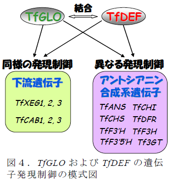 TfGLO およびTfDEF の遺伝 子発現制御の模式図