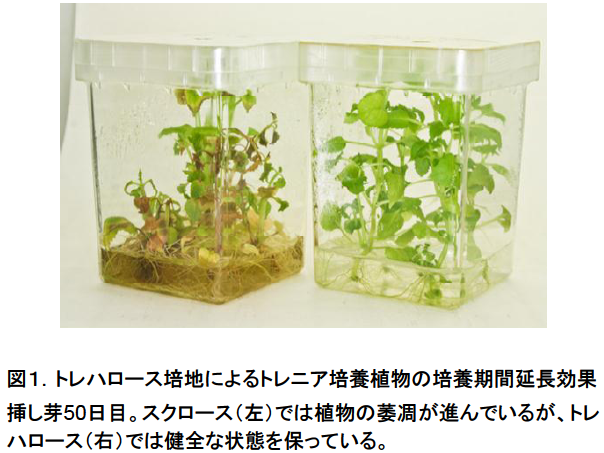 トレハロース培地によるトレニア培養植物の培養期間延長効果