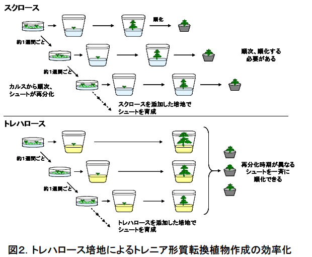 トレハロース培地によるトレニア形質転換植物作成の効率化