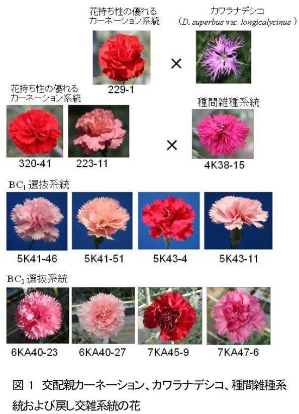 交配親カーネーション、カワラナデシコ、種間雑種系 統および戻し交雑系統の花