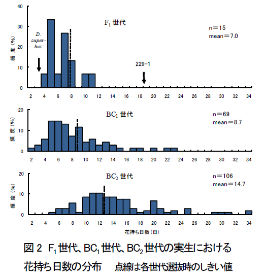 F1世代、BC1世代、BC2世代の実生における 花持ち日数の分布 点線は各世代選抜時のしきい値