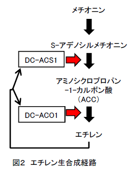 エチレン生合成経路