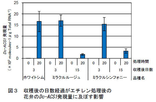 収穫後の日数経過がエチレン処理後の 花弁のDc-ACS1発現量に及ぼす影響