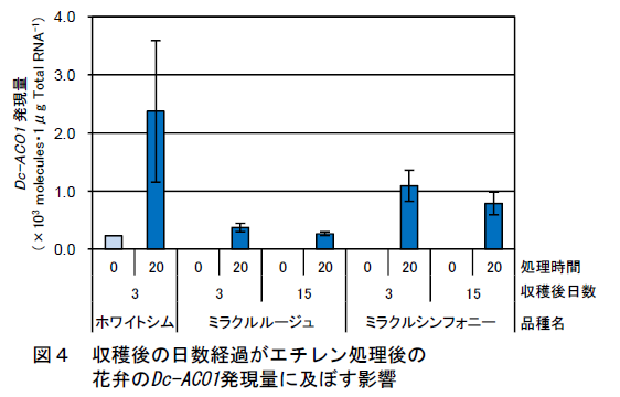 収穫後の日数経過がエチレン処理後の 花弁のDc-ACO1発現量に及ぼす影響