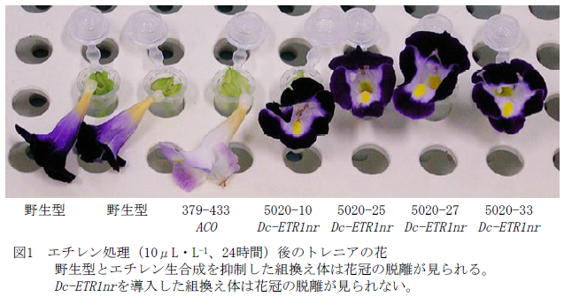 エチレン処理(10μL・L-1、24時間)後のトレニアの花