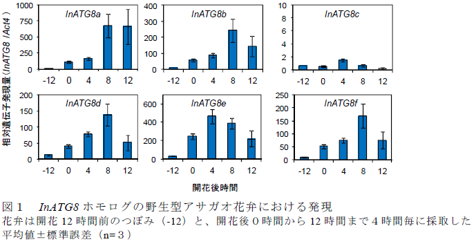 InATG8 ホモログの野生型アサガオ花弁における発現