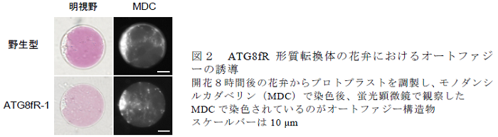 ATG8fR 形質転換体の花弁におけるオートファジ ーの誘導