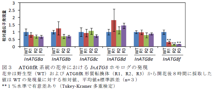 ATG8fR 系統の花弁におけるInATG8 ホモログの発現