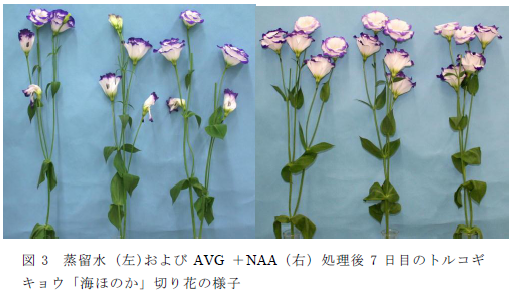 蒸留水(左)およびAVG +NAA(右)処理後7 日目のトルコギ キョウ「海ほのか」切り花の様子