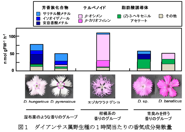 ダイアンサス属野生種の1時間当たりの香気成分発散量