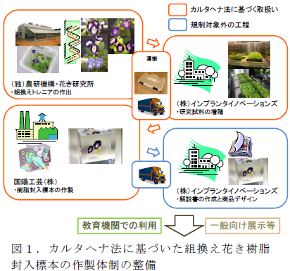 カルタヘナ法に基づいた組換え花き樹脂 封入標本の作製体制の整備