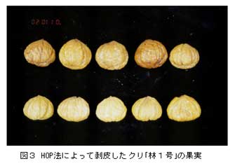 図3 HOP法によって剥皮したクリ「林1号」の果実