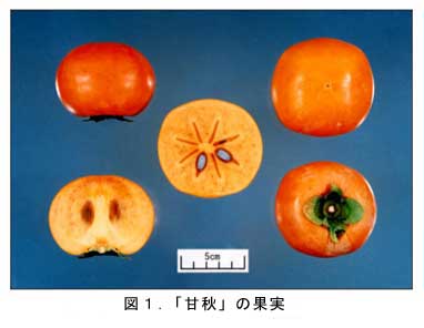 図1.「甘秋」の果実