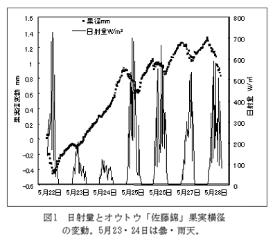 図1 日射量とオウトウ「佐藤錦」果実横径の変動。