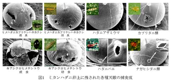 図1 ミカンハダニ卵上に残された各種天敵の捕食痕