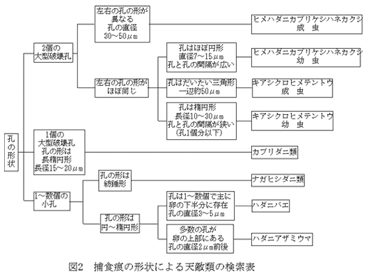 図2 捕食痕の形状による天敵類の検索表