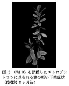 図2 CVd-OS を接種したエトログシ トロンに見られる葉の軽い下垂症状