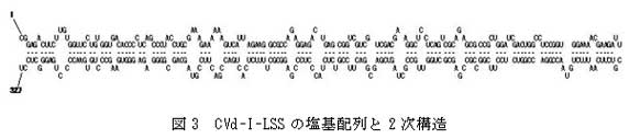 図3 CVd-I-LSS の塩基配列と2次構造