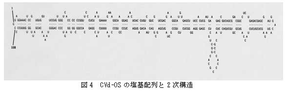 図4 CVd-OS の塩基配列と2次構造