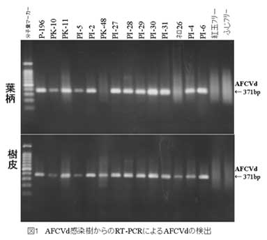 図1 AFCVd感染樹からのRT-PCRによるAFCVdの検出