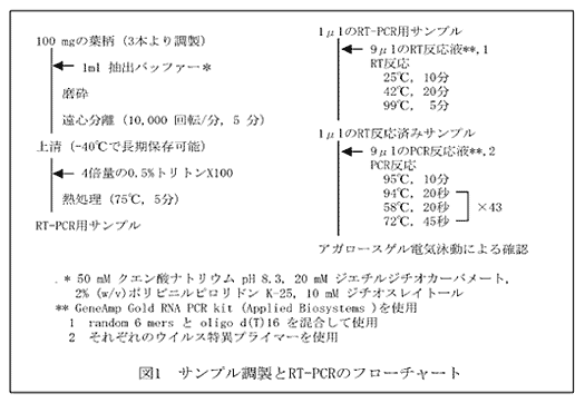 図1.サンプル調整とRT-PCRのフローチャート