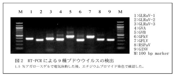 図2.RT-PCRによる9種ブドウウイルスの検出
