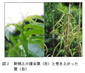 図2 新梢上の健全葉(左)と巻き上がった葉(右)