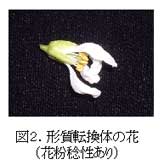 図2.形質転換体の花