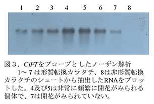 図3.CiFTをプローブとしたノーザン解析