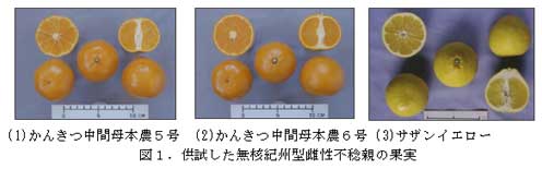 図1.供試した無核紀州型雌性不稔親の果実