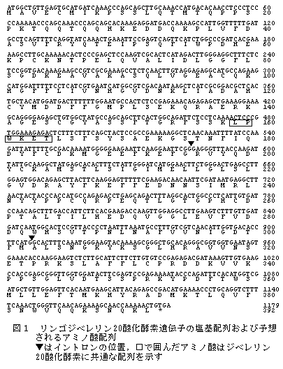 図1 リンゴジベレリン20酸化酵素遺伝子の塩基配列および予想されるアミノ酸配列