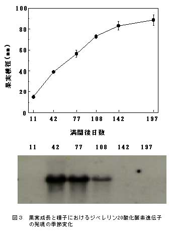 図3 果実成長と種子におけるジベレリン20酸化酵素遺伝子の発現の季節変化