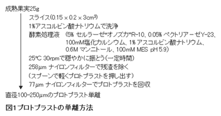 図1プロトプラストの単離方法