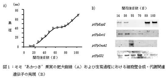 図1:モモ‘あかつき’果実の肥大曲線(A)および生育過程における細胞壁合成・代謝関連 遺伝子の発現(B)