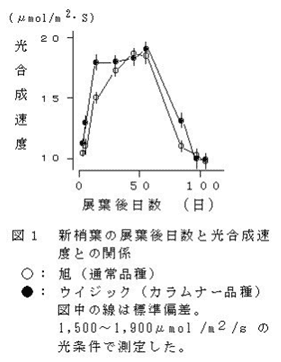 図1.新梢葉の展葉後日数と光合成速度との関係