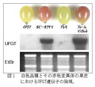 図1 白色品種とその赤色変異体の果皮におけるUFGT遺伝子の発現。