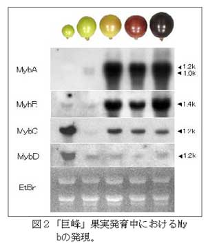 図2「巨峰」果実発育中におけるMybの発現。