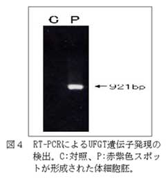 図4 RT-PCRによるUFGT遺伝子発現の 検出。C:対照、P:赤紫色スポッ トが形成された体細胞胚。