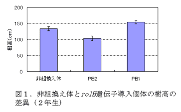 図1.非組換え体とrolB遺伝子導入個体の樹高の差異(2年生)