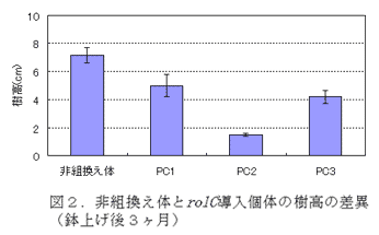 図2.非組換え体とrolC導入個体の樹高の差異(鉢上げ後3ヶ月)