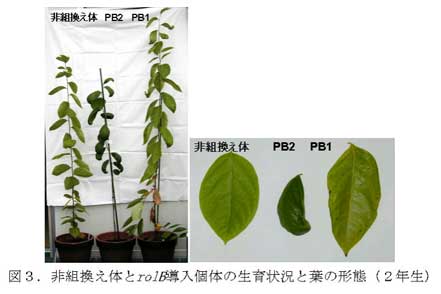 図3.非組換え体とrolB導入個体の生育状況と葉の形態(2年生)