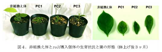 図4.非組換え体とrolC導入個体の生育状況と葉の形態(鉢上げ後3ヶ月)