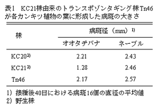 表1 KC21株由来のトランスポゾンタギング株Tn46 が各カンキツ植物の葉に形成した病斑の大きさ