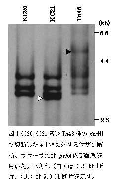図1 KC20,KC21 及びTn46 株のBamHIで切断した全DNA に対するサザン解析。プローブにはpthA 内部配列を用いた。