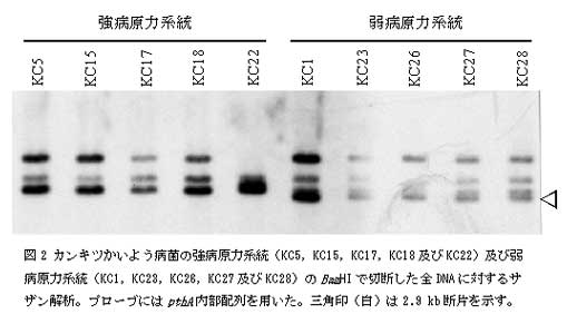 図2 カンキツかいよう病菌の強病原力系統(KC5,KC15,KC17,KC18 及びKC22)及び弱 病原力系統(KC1,KC23,KC26,KC27 及びKC28)のBamHI で切断した全DNA に対するサザン解析。
