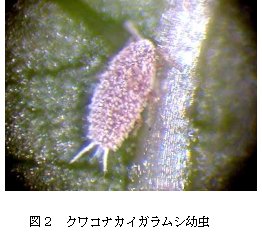 図2 クワコナカイガラムシ幼虫
