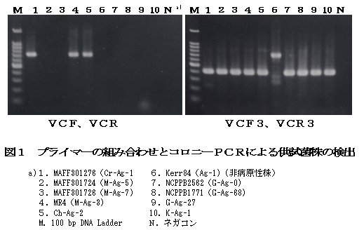 図1.プライマーの組み合わせとコロニーPCRによる供試菌株の検出